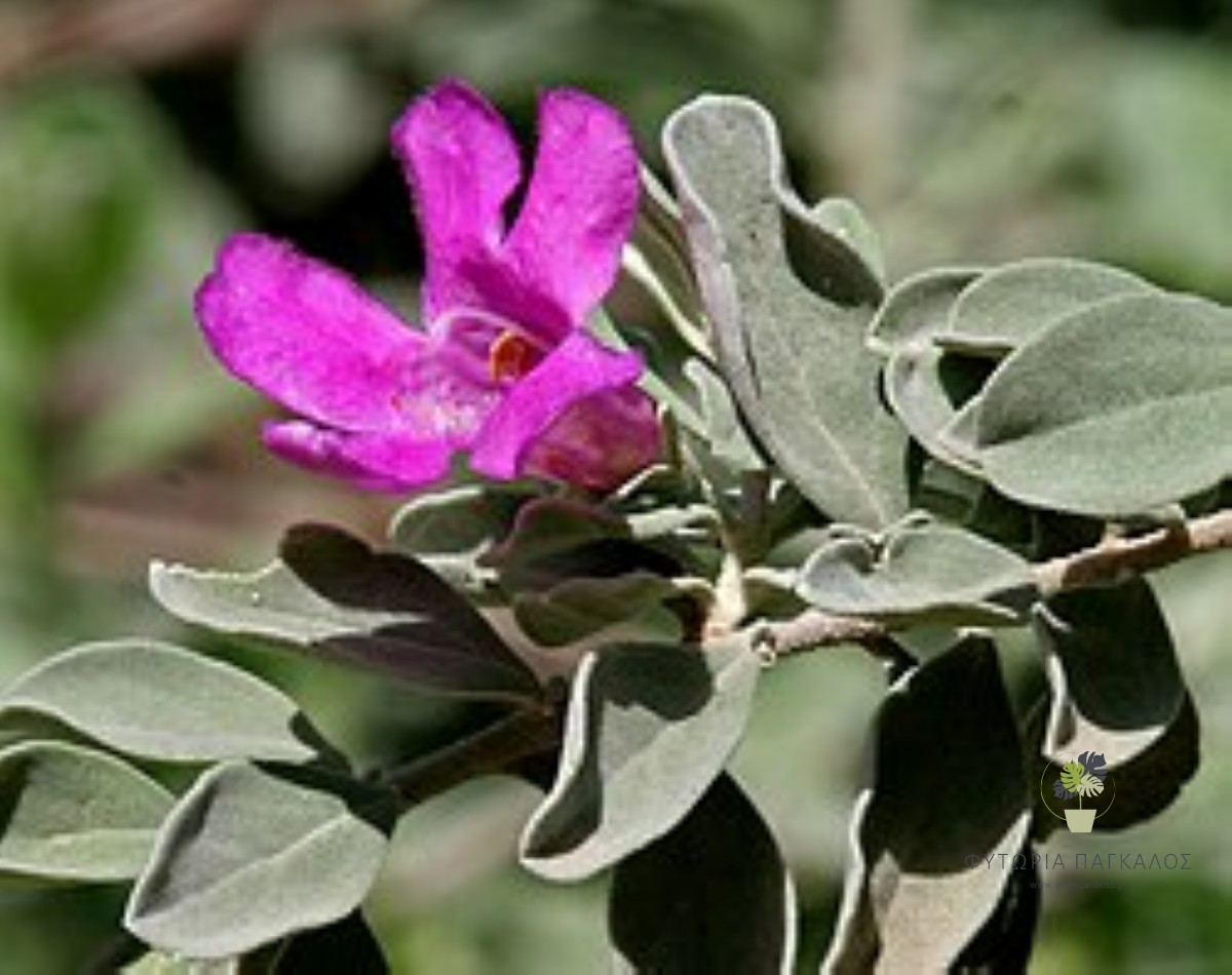 Λιμονίαστρο (Leucophyllum frutescens) | Ανθεκτικός Αειθαλής Θάμνος με Μωβ Άνθη - 3